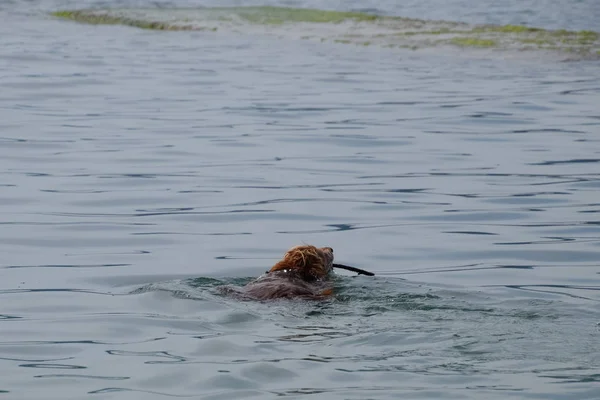 Dog is swimming in the water with a stick in his mouth, carrying it to its owner. — Stock Photo, Image