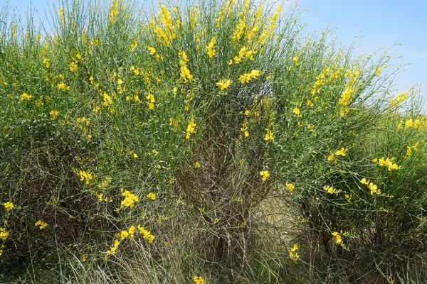Sarı çiçekli çalılar.