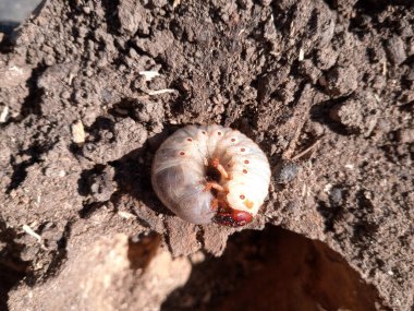 gergedan böceği, çürük odun kütüğü üzerinde gergedan böceği larvaları.