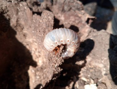 gergedan böceği, çürük odun kütüğü üzerinde gergedan böceği larvaları.