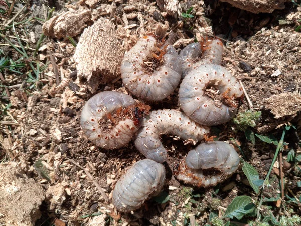 Escarabajo rinoceronte, larvas de escarabajo rinoceronte en el suelo en serrín . — Foto de Stock