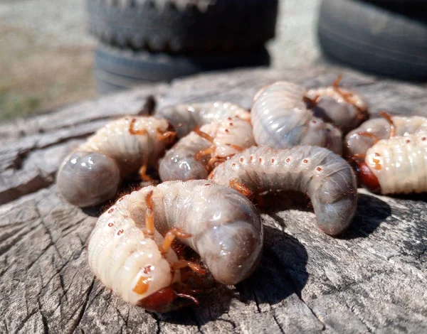 Larvas de besouro-rinoceronte num velho tronco de madeira. Larvas grandes de besouro rinoceronte. besouro rinoceronte — Fotografia de Stock