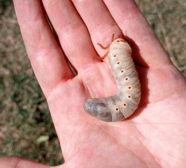 Escarabajo rinoceronte, larvas de escarabajo rinoceronte en una mano de hombre. Larva de escarabajo grande — Foto de Stock