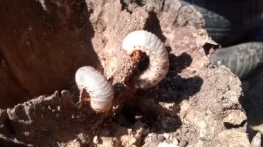 Çürümüş odun kütüğünde gergedan böceği larvaları. gergedan böceği