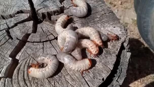 Rhinoceros beetle, Rhino beetle larvae on an old wood stump. Large larvae of a rhinoceros beetle. — Stock Footage Rhinoceros Beetle Rhino Beetle Larvae Old Wood Stump Large Larvae Video Clip