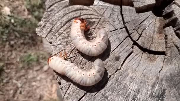 Rhinoceros beetle, Rhino beetle larvae on an old wood stump. Large larvae of a rhinoceros beetle. — Stock Footage Rhinoceros Beetle Rhino Beetle Larvae Old Wood Stump Large Larvae Video Clip