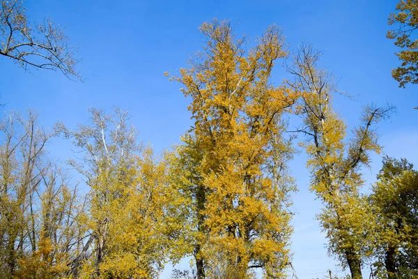 Los álamos otoñales derraman sus hojas. Caída en la naturaleza — Foto de Stock