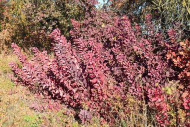 Sonbahar renk yaprakları cotinus coggygria.