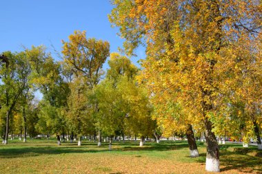 Güzel Renkli Sonbahar Yaprakları Koleksiyonu