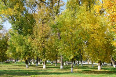 Güzel Renkli Sonbahar Yaprakları Koleksiyonu