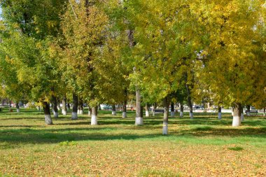 Güzel Renkli Sonbahar Yaprakları Koleksiyonu