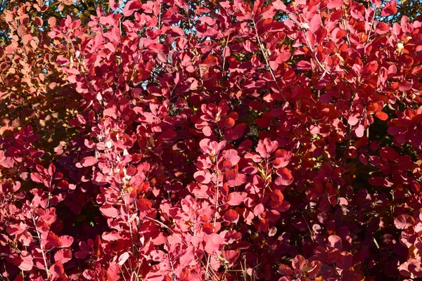 Folhas de cor de outono de cotinus coggygria . — Fotografia de Stock