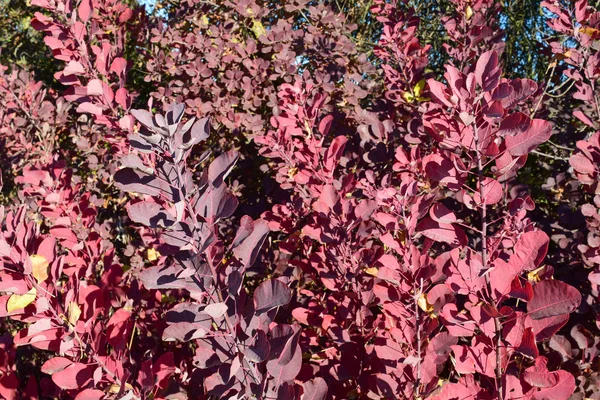 Podzimní barva listů cotinus coggygria. — Stock fotografie