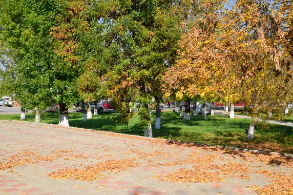Коллекция красивых цветных осенних листьев — стоковое фото