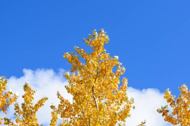 Güzel Renkli Sonbahar Yaprakları Koleksiyonu