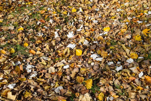 Güzel Renkli Sonbahar Yaprakları Koleksiyonu — Stok fotoğraf