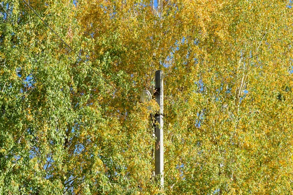 Collection de belles feuilles d'automne colorées — Photo