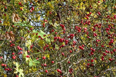 Bush meyveler kuşburnu