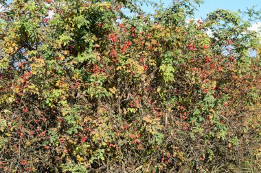 Bush meyveler kuşburnu