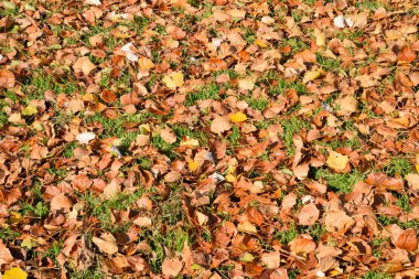 Bir kavak düşmüş yapraklarından dokusal arka plan. Bir sonbahar ca