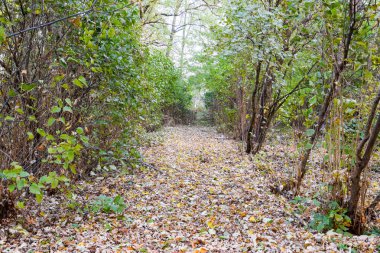 Sarı sonbahar ile mayınları yolu ağaçlarının yaprakları. Sonbahar sokak