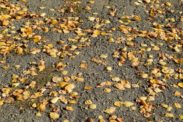 Collection de belles feuilles d'automne colorées — Photo