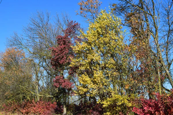 Farbige Blätter von Cotinus coggygria und Aprikose — Stockfoto