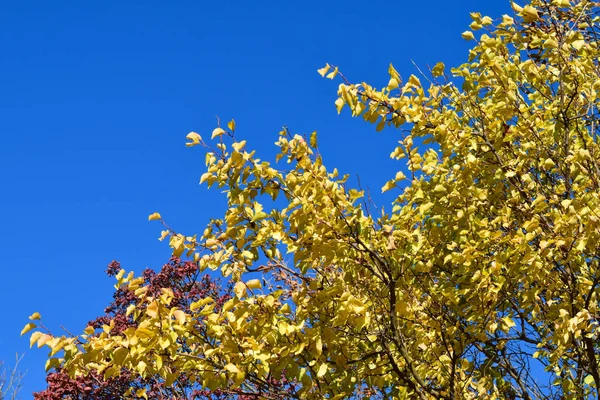 Hojas de color de cotinus coggygria y albaricoque — Foto de Stock