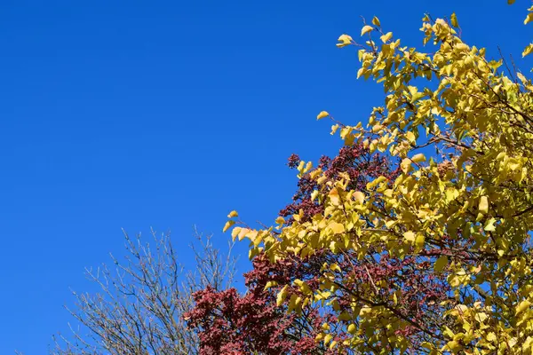 Folhas coloridas de cotinus coggygria e damasco — Fotografia de Stock