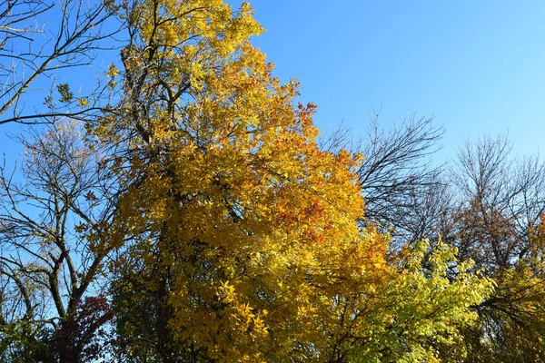 Fraxinus excelsior with the turned yellow leaves — Stock Photo, Image
