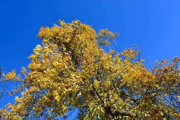 Fraxinus Excelsior з жовтим листям — стокове фото