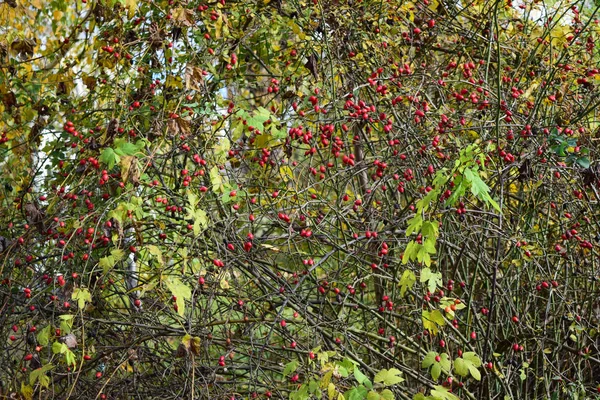 Bush meyveler kuşburnu — Stok fotoğraf