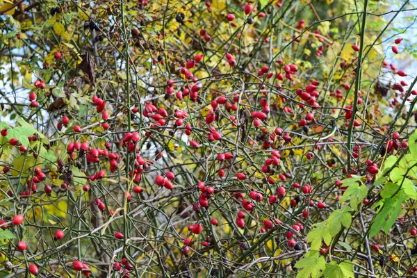 Bacche di rosa canina sul cespuglio — Foto Stock