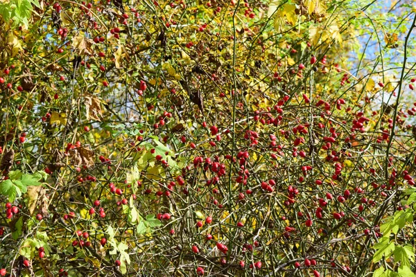 Rosehip berries on the bush — Stock Photo, Image