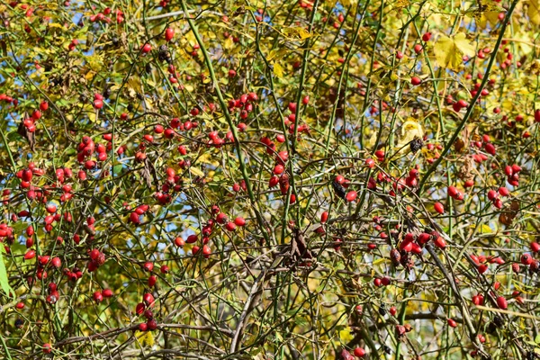 Rosehip berries on the bush — Stock Photo, Image