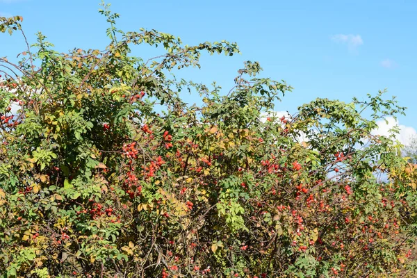 Rosehip μούρα για το Μπους — Φωτογραφία Αρχείου