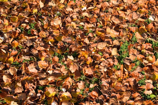 Текстуальний фон з опалого листя тополя. Осінь — стокове фото