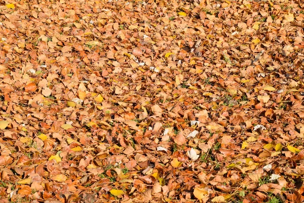 Текстуальний фон з опалого листя тополя. Осінь — стокове фото