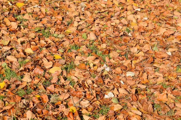 El fondo textural de las hojas caídas del álamo. Un otoño ca — Foto de Stock