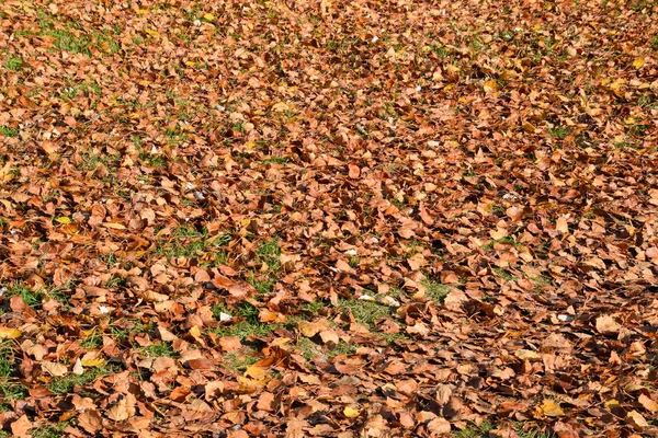 Fundo textural de folhas caídas de um álamo. Um outono ca — Fotografia de Stock