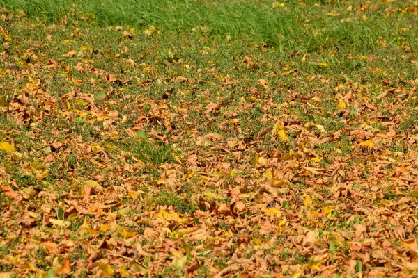 Les feuilles sont jaunes sur le sol. Automne chute des feuilles — Photo