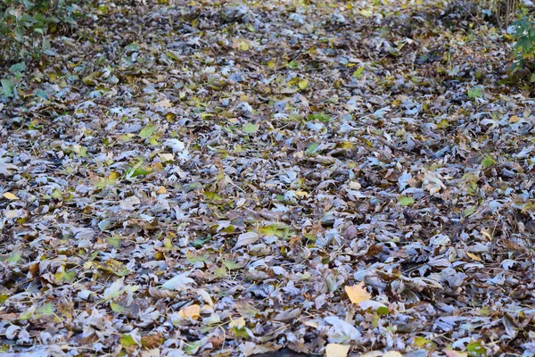 Листья жёлтые на земле. Осенний листопад — стоковое фото