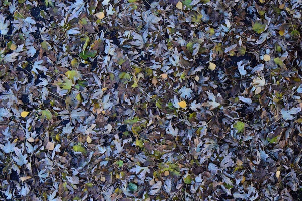 Листья жёлтые на земле. Осенний листопад — стоковое фото
