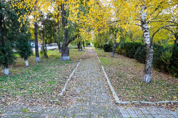 Sarı sonbahar ile mayınları yolu ağaçlarının yaprakları. Sonbahar sokak — Stok fotoğraf