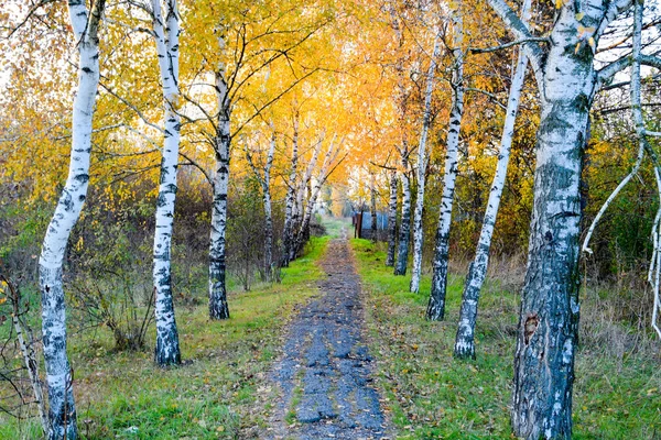 Het pad bezaaid met herfst gele bladeren van bomen. Herfst alley — Stockfoto