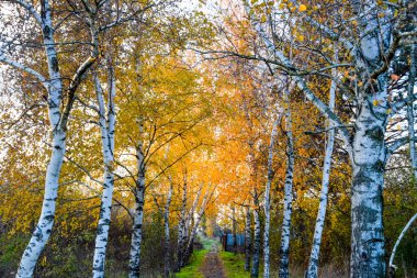 Sarı sonbahar ile mayınları yolu ağaçlarının yaprakları. Sonbahar sokak