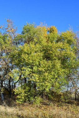 Sarı yapraklı yabani kayısı