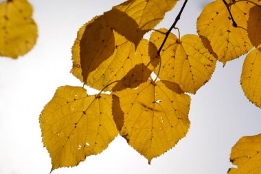 Gökyüzüne ve arka ışığa karşı ıhlamur sarı yaprakları. Autum