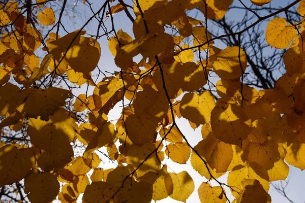 Feuilles jaunes de tilleul contre le ciel et le contre-jour. Autum — Photo