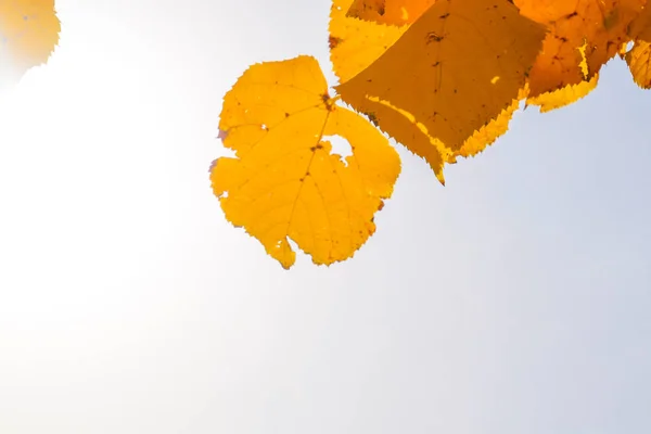하늘과 백라이트에 대한 린든의 노란색 잎. Autum — 스톡 사진